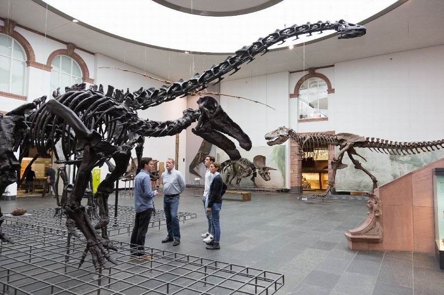 frankfurt naturmuseum senckenberg